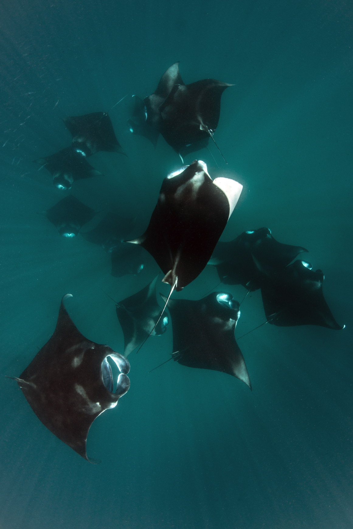Bronze Diver Portfolio Fmism 2015 Domenico Roscigno 06