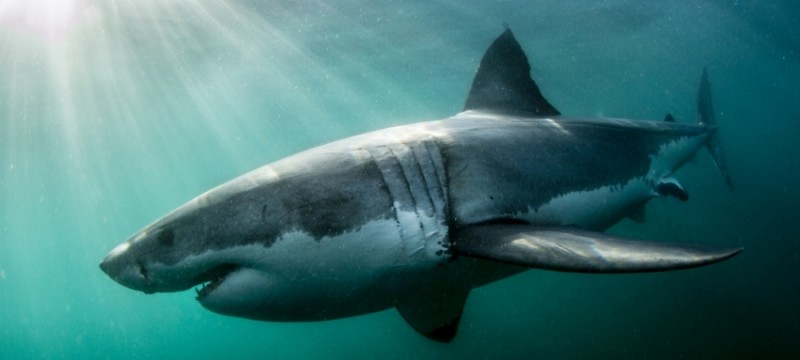 Great White Shark ©Morne HardenbergAtlantic Ed 800x360