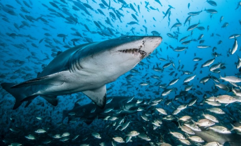 Bull Shark ©DR 768x466