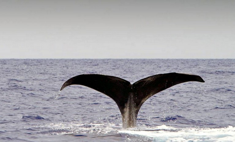 Whalebahamasarte 768x466