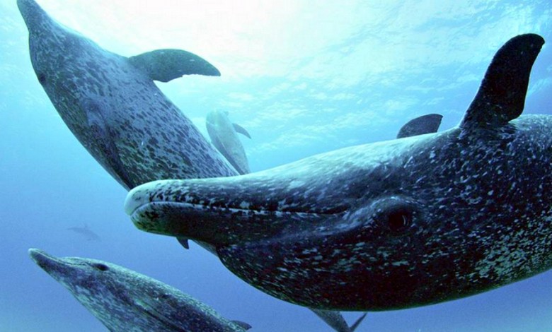 Dolphinsbahamasarte 780x470