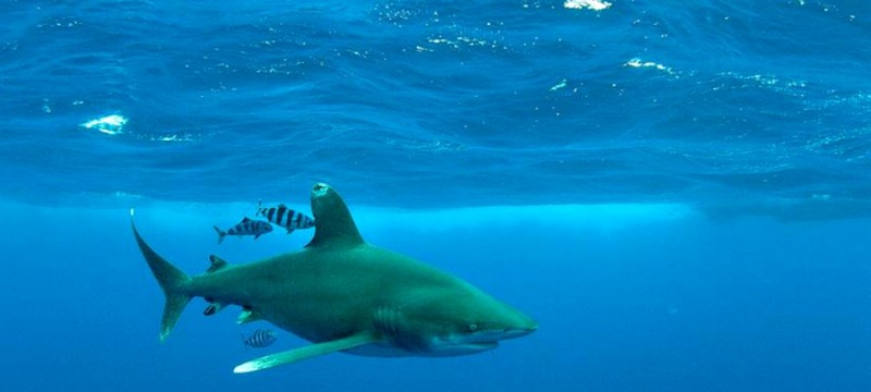 Whitetipbahamasarte 800x360