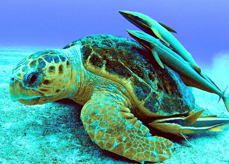 Turtlebahamasarte2 760x546