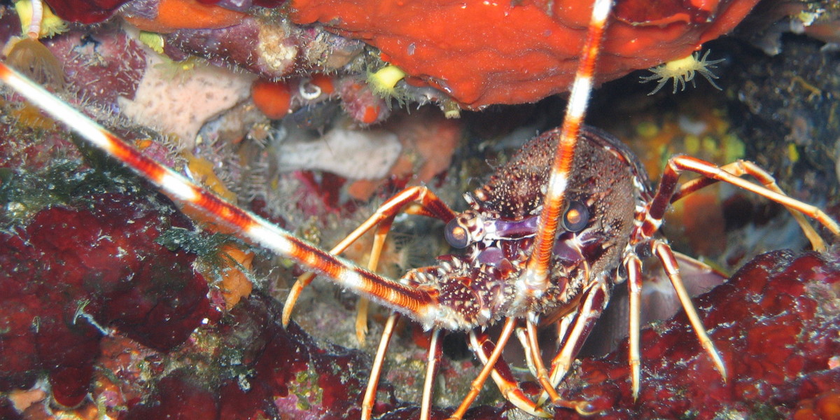 Langouste en Croatie. ©Sandrine Leveugle-Souan