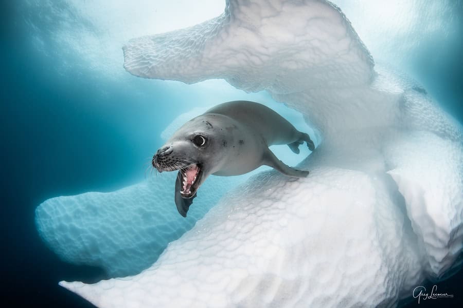 Krabbeneter zeehond