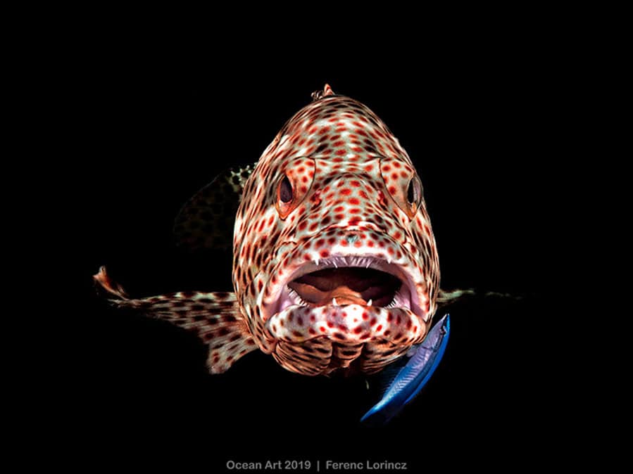 Compact Gedrag1 Ferenc Lorincz Jr. Open Mond Grouper Kopie 1