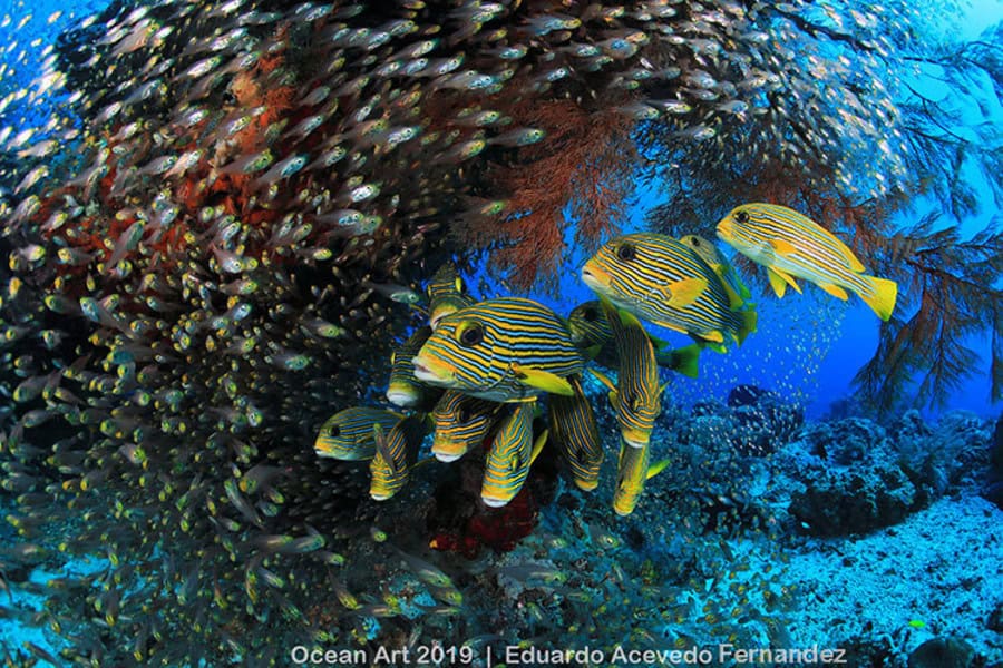 Koraalriffen: Raja Ampat