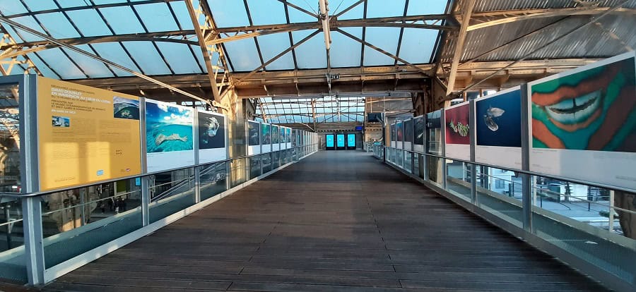 Exhibition Immersed in the Heart of the Coral David Doubilet Sncf Gares Connexions Oceanographic Museum of Monaco February 15 April 15 Nice Station