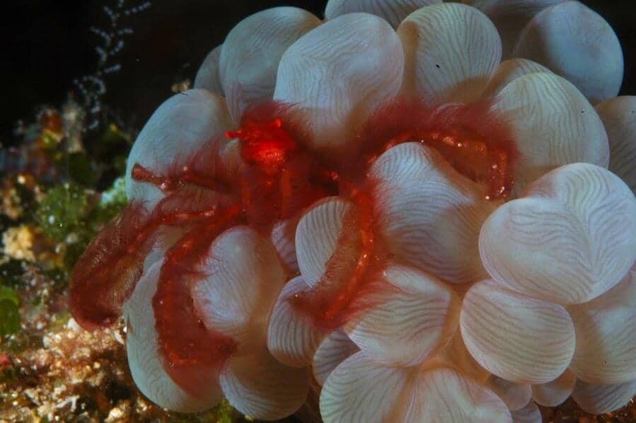 Puerto Galera Orangutan Crab