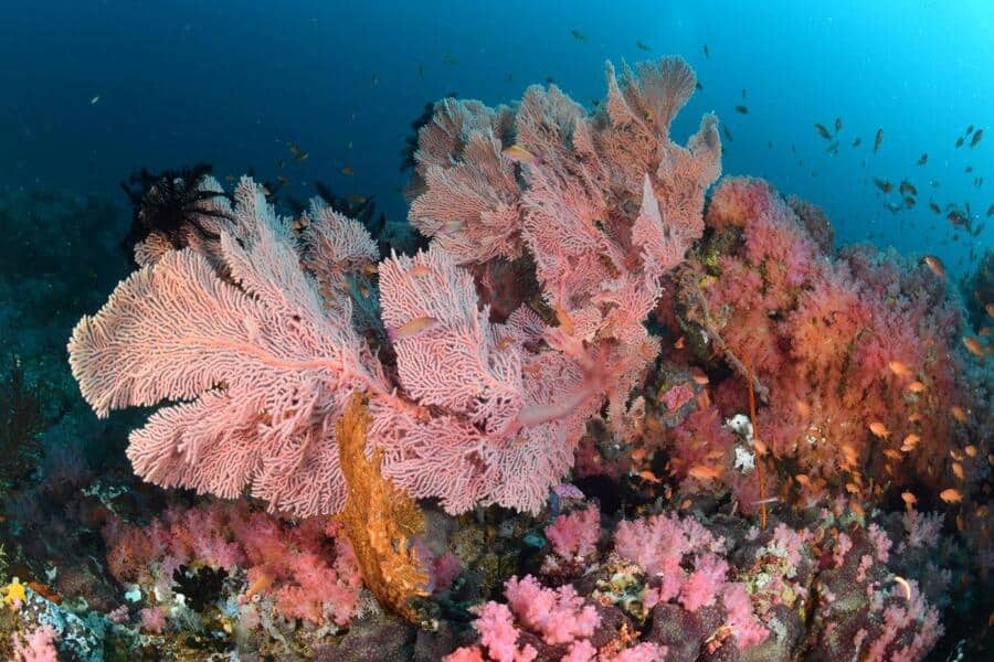 Puerto Galera Reef