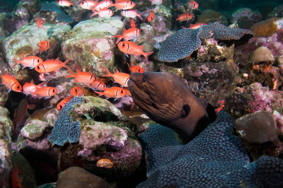Moray São Tomé © Dive Tribe São Tomé ok