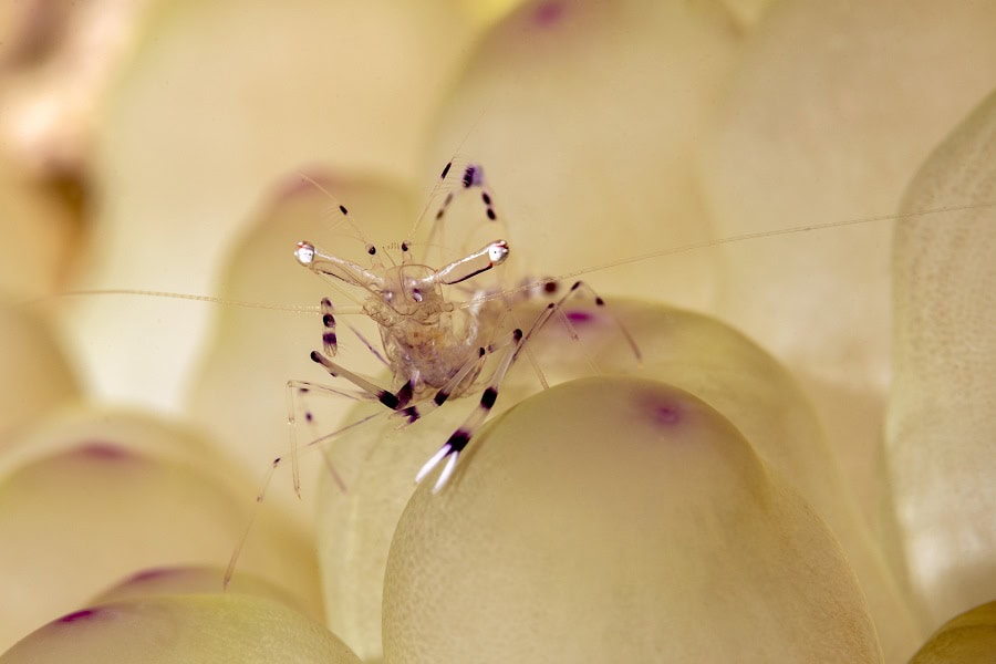 1st Place Macro Rudy Janssen