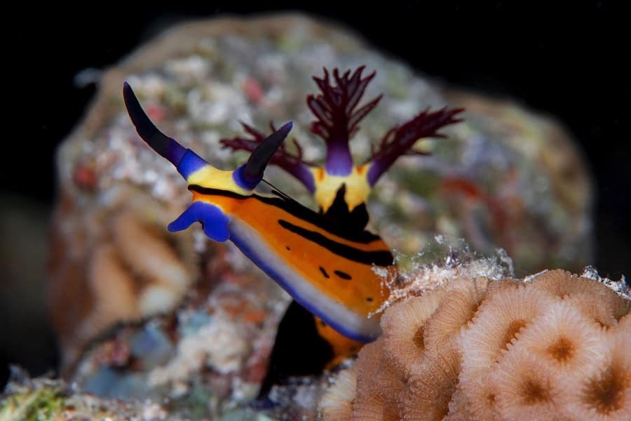 1st Place Nudibranchs Shells Luc Rooman