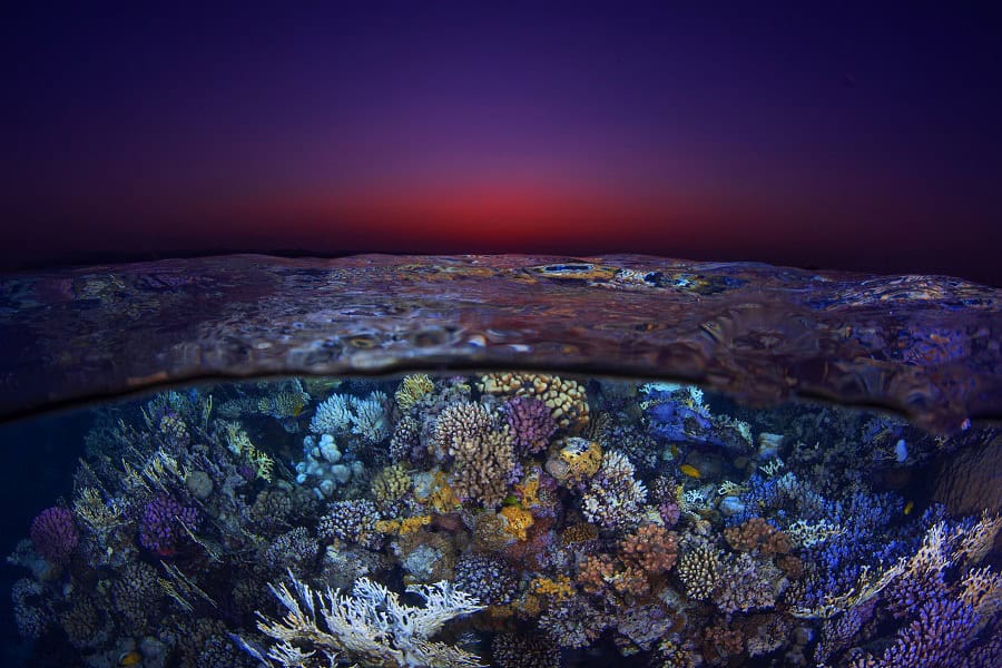 1st Place Portfolio7 Luc Rooman