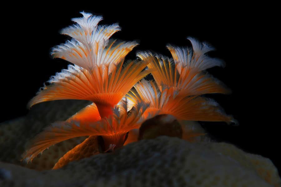 1st Place Portfolio8 Luc Rooman