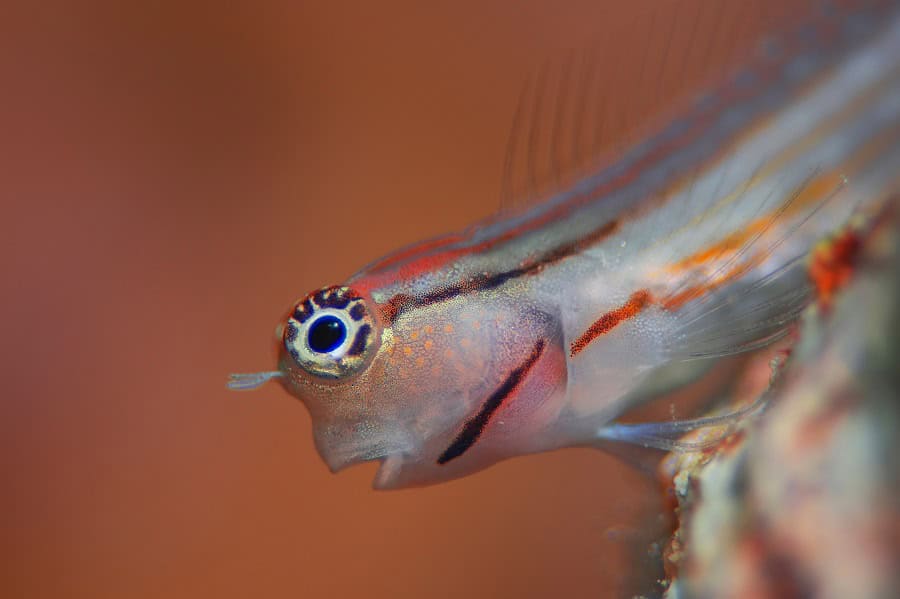 1st Place Fish Portrait Luc Rooman