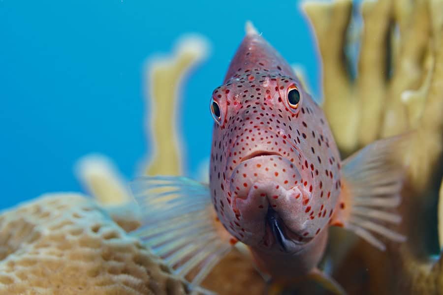 1st Place Fish Portrait Compact Camera Luc De Laet