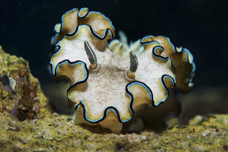 2nd Place Nudibranchs Shells Dion Dhoop