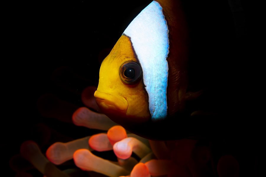 2nd Place Fish Portrait Gino Symus