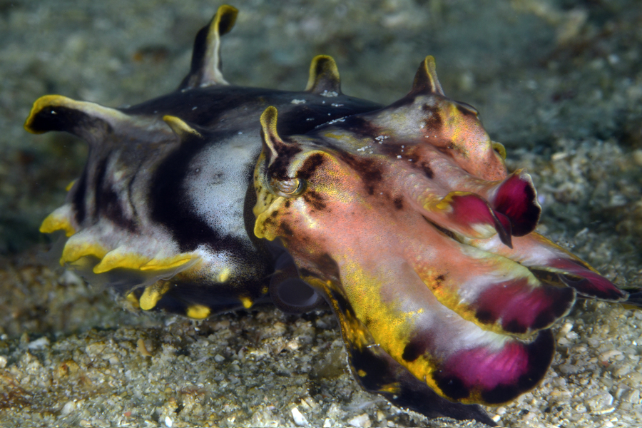 Flamboyante Sepia 2