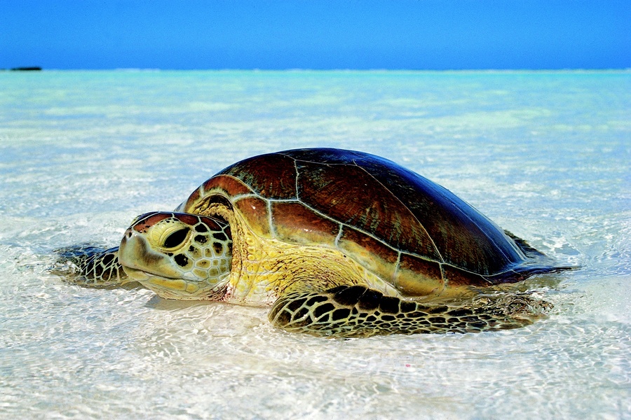 Green Turtle Cabosse The Green Turtle Has Returned to Her Birthplace ©TEC TEC Production