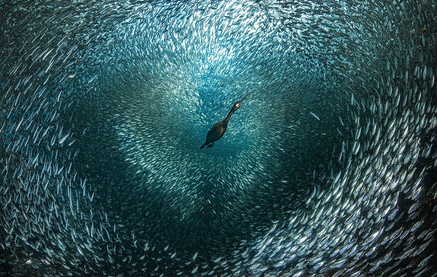 Cormorant And Its Heart
