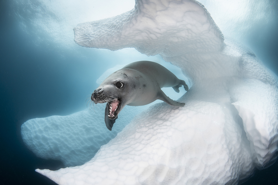 Antarctic Marine Wildlife