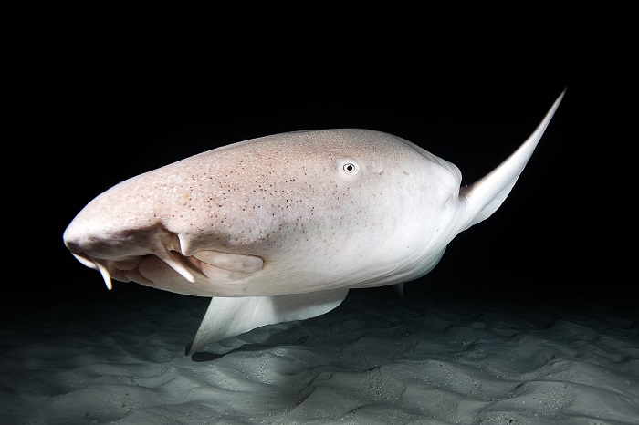 Shark Simon 1