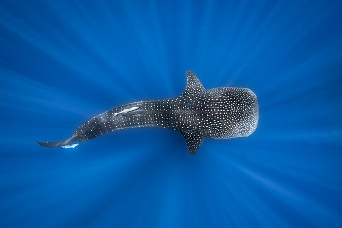 Shark Simon 3