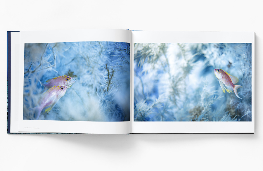 Ballesta Open Book Anthias