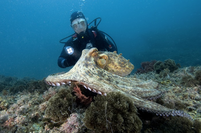 Dominique Barray Octopus Estartit 4785
