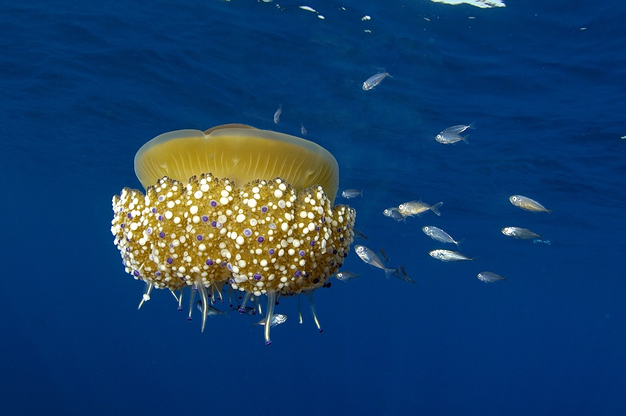 Dominique Barray Jellyfish 49821