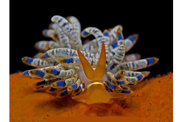 Compactmacro1