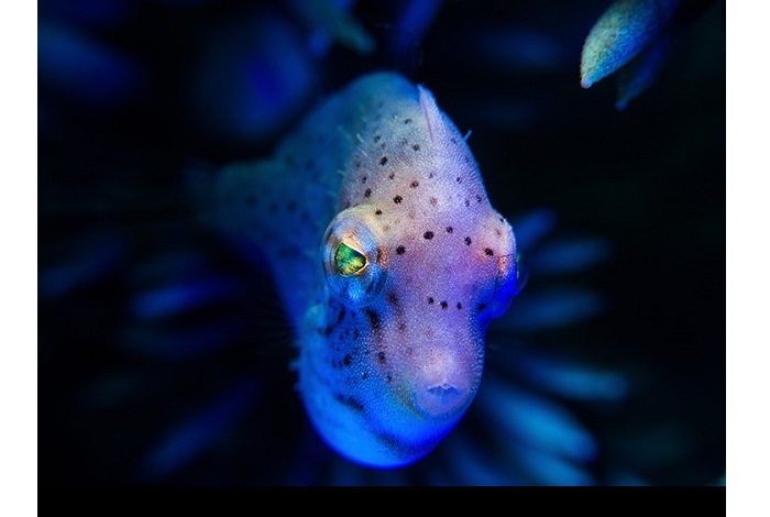 Compactmacro2