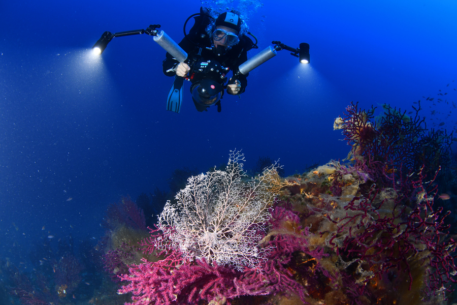 Gorgonocephalus On The Armoire Reef
