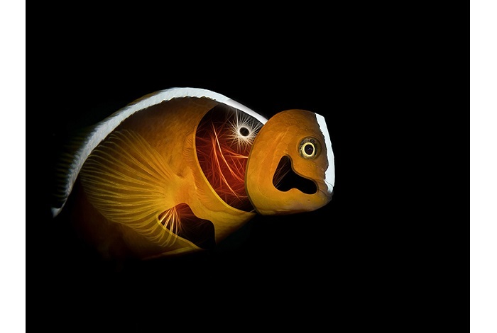 Underwaterart3