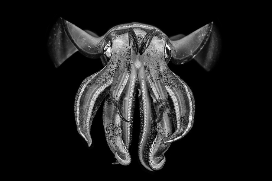 FIISMNC 2020 Silver Manta Black White Luc Rooman Squid