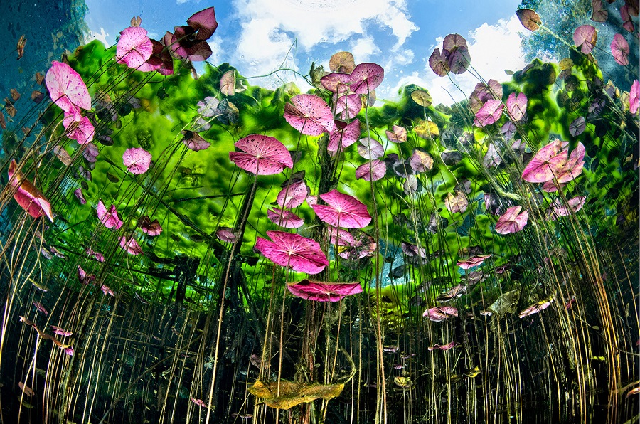 FIISMNC 2020 Bronze Manta Freshwater Raoul Caprez Thousand Leaves