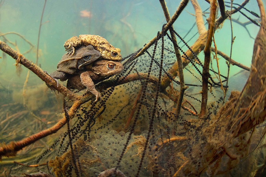 FIISMNC 2020 Bronze Manta Wide Angle Gino Symus Mating Toads And Frog