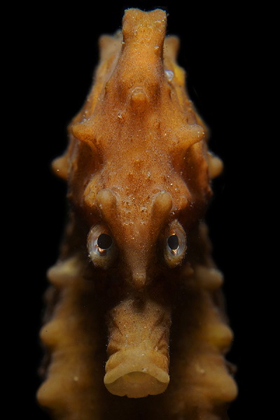 FIISMNC 2020 Bronze Manta Macro Proxy Luc Rooman The Beast