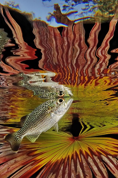 FIISMNC 2020 Gold Manta Freshwater Jack Berthomier Carp A Few Days After A Flood