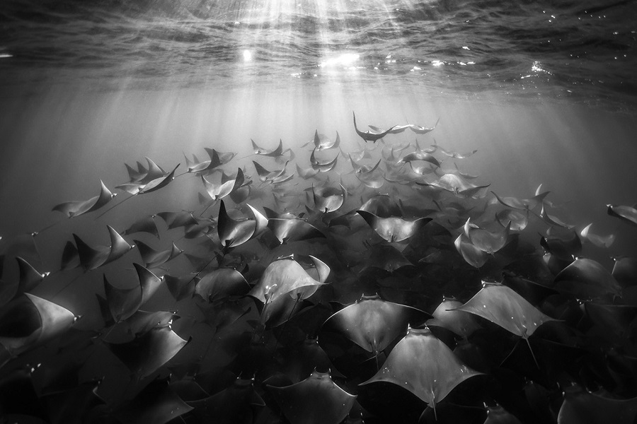 FIISMNC 2020 Gold Manta Black White Cécile Barats Unity Is Strength