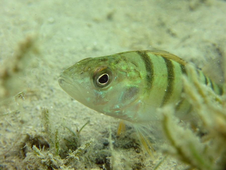 1st prize Freshwater Clicks 2020 © Nathalie Trétout