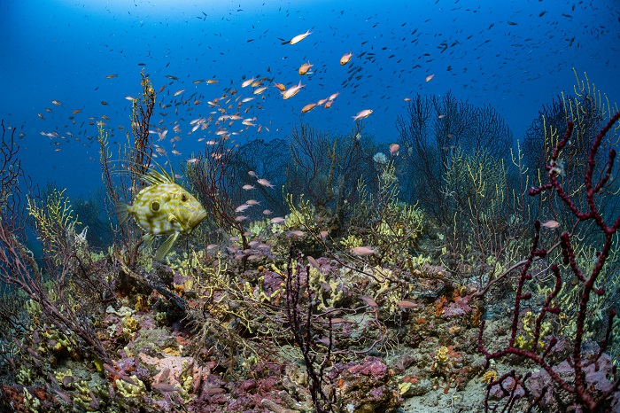 Calanques National Park ©laurent Ballesta Expeditions Gombessa2