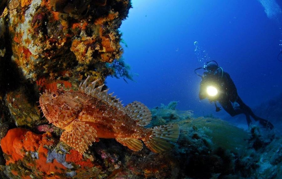 Diver And Large Red Scorpionfish Nb 900x570