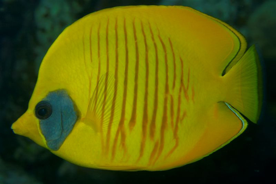 Chaetodon Semilarvatus Masked Yellow Butterflyfish