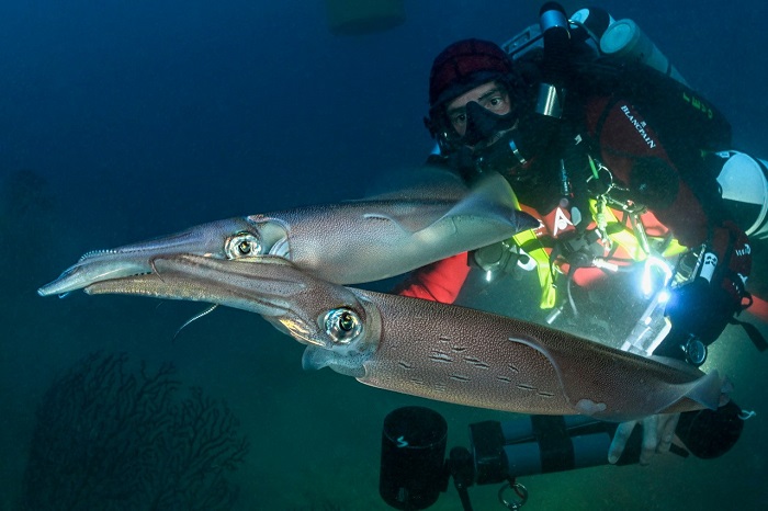 Squid Vein Reproduction ©laurent Ballesta Expeditions Gombessa2