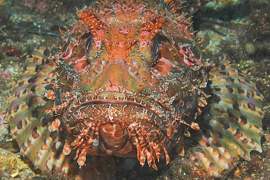 Large Red Scorpionfish Facing
