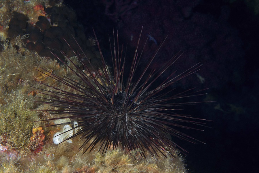 ウニダイアデマ、Centrostephanus Longispinus