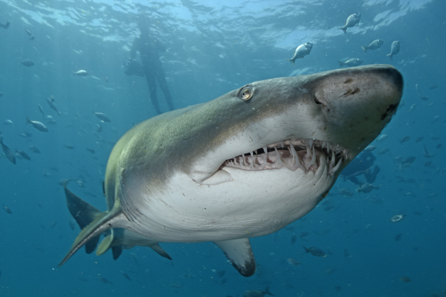 South Africa Sand Tiger Shark